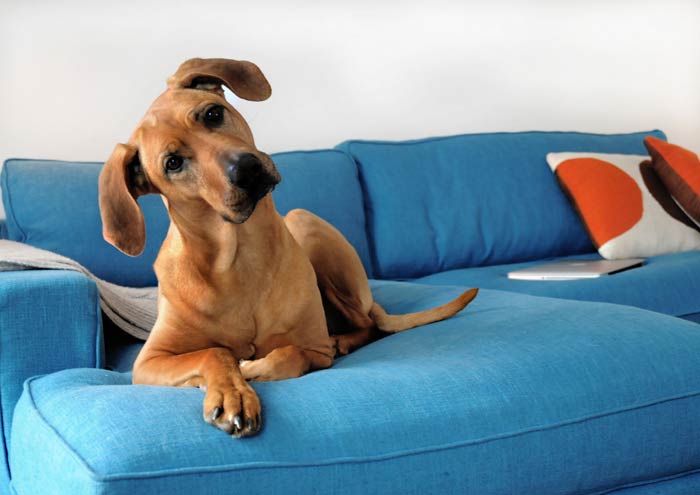 dog-on-sofa-feature-image-2