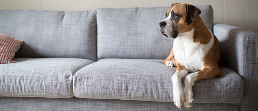 dog-on-sofa-feature-image